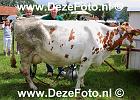 IMG 1257 DezeFoto