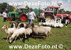 IMG 1360 DezeFoto